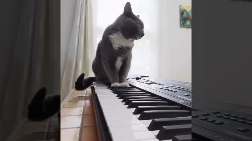 Hvert år Jeg klager trend Klaver ledsaget af en kat | VideoMan