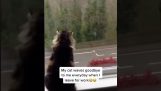 Eine Katze begrüßt ihren Chef, wenn sie zur Arbeit geht