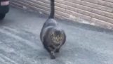 Ενθαρρυντικό βίντεο για γάτες