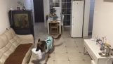 A smart dog receives a parcel when his owner is away