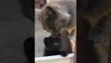 Kattmamma skyddar sin kattunge
