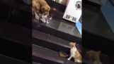 Pes odděluje dvě kočky před hádkou