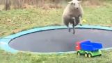 Sheep discovers a trampoline