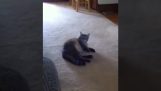 Mačka neznáša hlas majiteľa