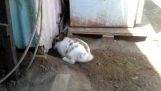 ארנב חופר לשחרר חתלתול