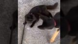Ο σκύλος προσπαθεί να ξεφορτωθεί τη γάτα