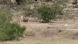 Luipaard die een linze probeert te vangen