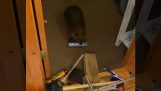 Beaver bouwt een dam in huis