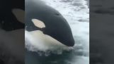 Orca whale follows a speedboat