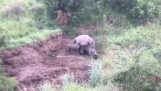 Ein kleines Nashorn versucht, die tote Mutter zu wecken