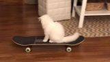 Kočka jezdí na skateboardu