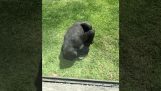 Gorila observă o pasăre rănită