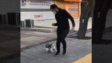 Il gatto attacca i passanti