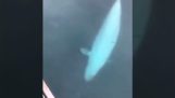 Bir balina kayıp cep telefonunu geri verir