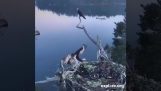 Uma águia-pescadora caça para alimentar seus filhotes