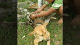 Los niños salvar a un perro de una boa