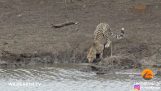 Il coccodrillo cattura un ghepardo