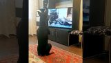 Σκύλος κάνει πρόγραμμα γυμναστικής μπροστά στην τηλεόραση