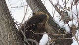 Beaver cuts a tree with his teeth