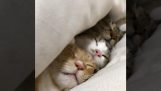 Gatti sotto le coperte