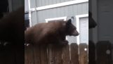 Αρκούδα περπατά πάνω σε ένα φράχτη