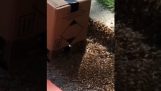 Relocating a bee swarm