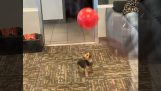 Puppy spelen met een ballon