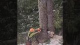 Surpriză pe trunchiul copacului