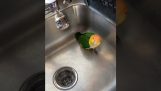 En papegøye ber om et bad