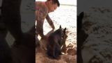 Ένας σκύλος θέλει να θάβεται στην άμμο της παραλίας