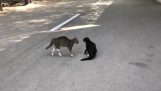 Δύο γάτες σε μια μεγάλη μονομαχία