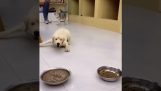 Υπερβολικά πεινασμένος σκύλος