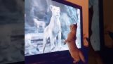 A kitten is frightened to see a lion on TV