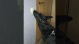 Как да научите куче да изключва светлината;
