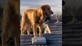 Dog climbs a roof using a ladder