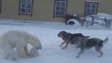 The polar bear mom protects her cubs from dogs