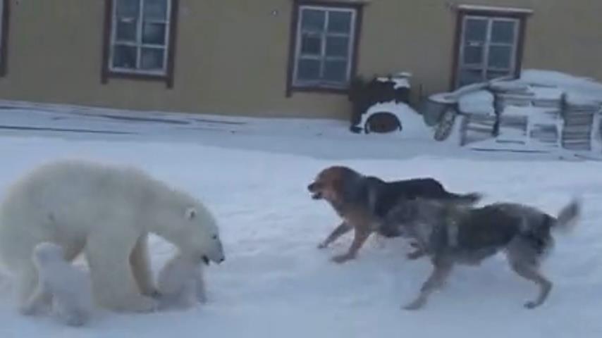 Видео собака привела медведей. Медведица защищает медвежат от собак. Белый медведь вышел к людям. Белая Медведица защищает медвежат. Белые медведи 2021.