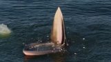 A Bryde's whale eats fish