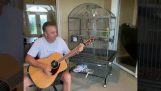 Een papegaai zingt Led Zeppelin