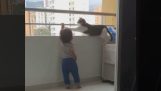 Γάτα προσπαθεί να προστατέψει ένα μωρό σε ένα μπαλκόνι