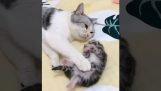 Η μαμά γάτα ηρεμεί το μικρό της από έναν εφιάλτη