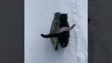 Kaksi kissaa lumessa