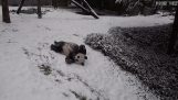 The pandas slide in the snow