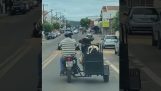 Перевозка коров на мотоцикле