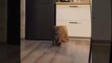 Bir kedinin breakdance konusundaki becerileri