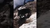 Un mistreț alunecă și cade peste excursioniști