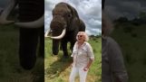 Elefant tager af og skjuler en kvindes hat