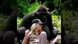 Gorilla trying to put on a hat
