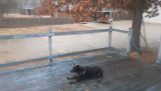 Ο σκύλος στη γλιστερή βεράντα