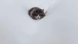 O pisică se luptă în zăpadă